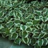 Patriot Hosta