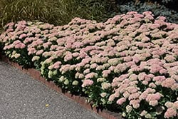 Autumn Joy Stonecrop