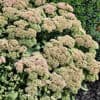 Autumn Joy Stonecrop