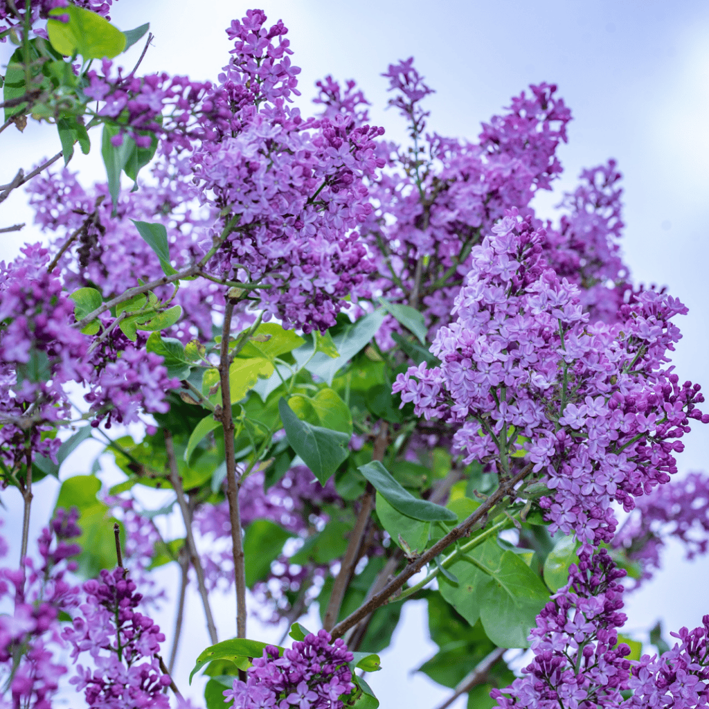 lilac bush