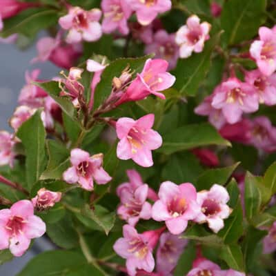 Minuet Weigela Bloom