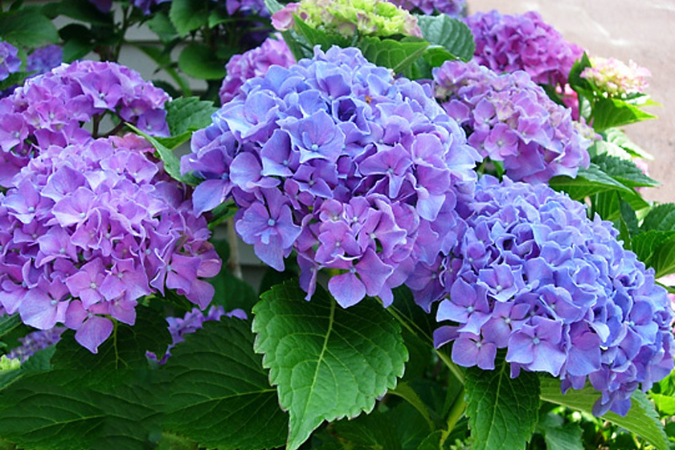Blue/Purple hydrangea shrub