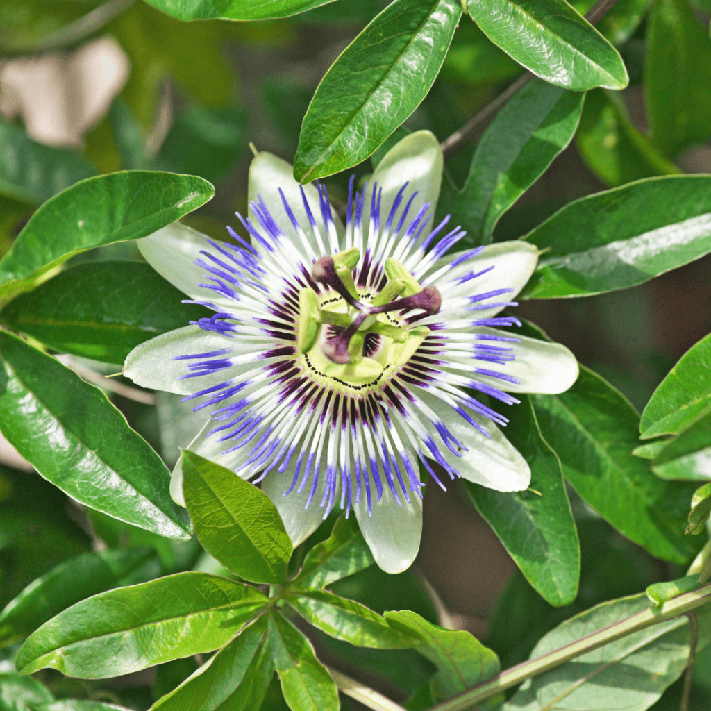 passion flower bloom