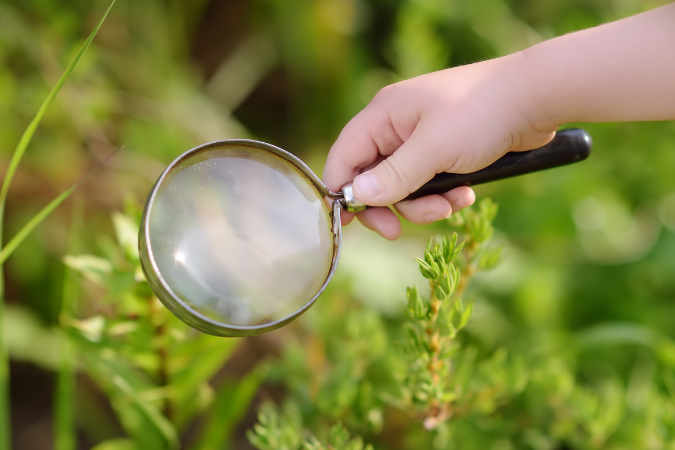 Plant under magnifying glass