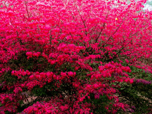 fall colour burning bush