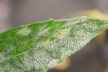 powdery mildew on leaf