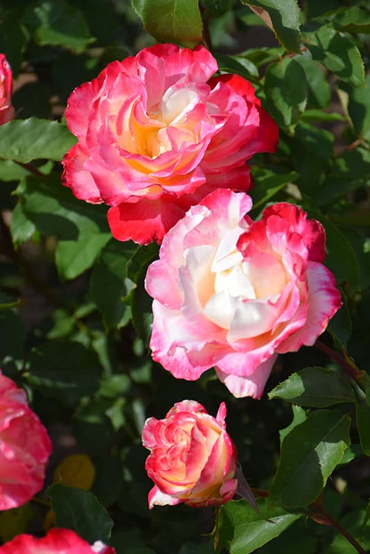 Rose Varieties