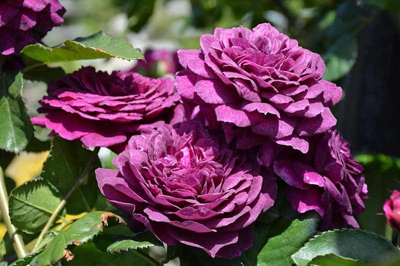 Rose Varieties