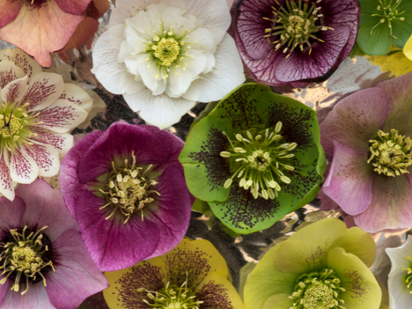 mixed hellebore blooms