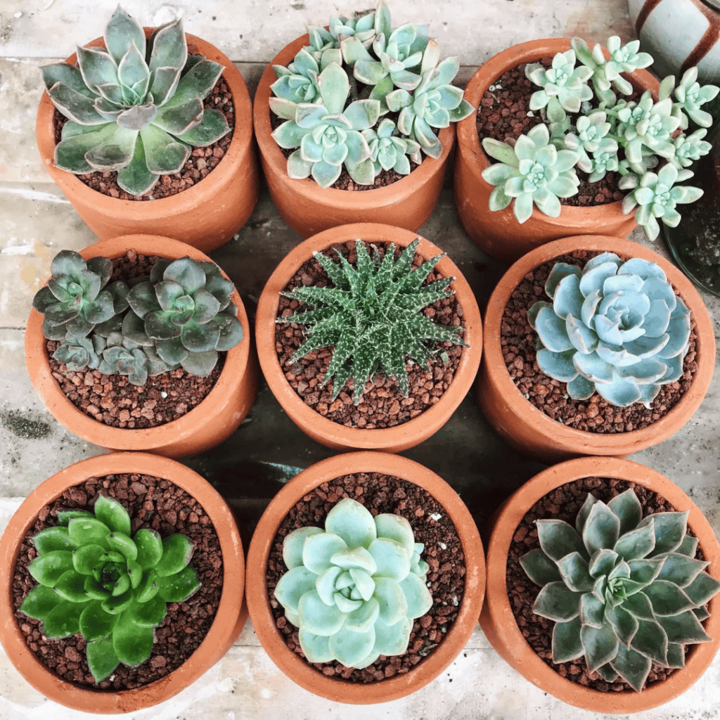 succulents in pots