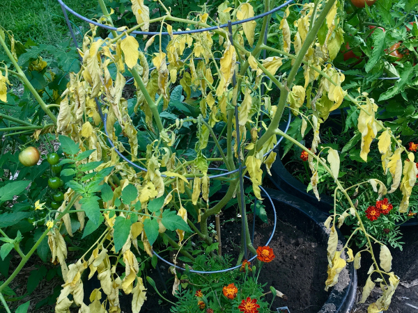 dying tomato plant