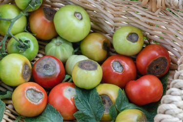 basket of tomatoes with blossom or bottom rot