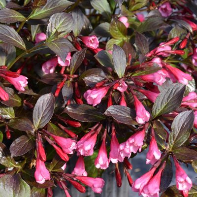Very Fine Wine® Weigela