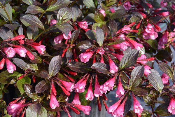 Very Fine Wine® Weigela