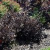 Very Fine Wine® Weigela - Image 2