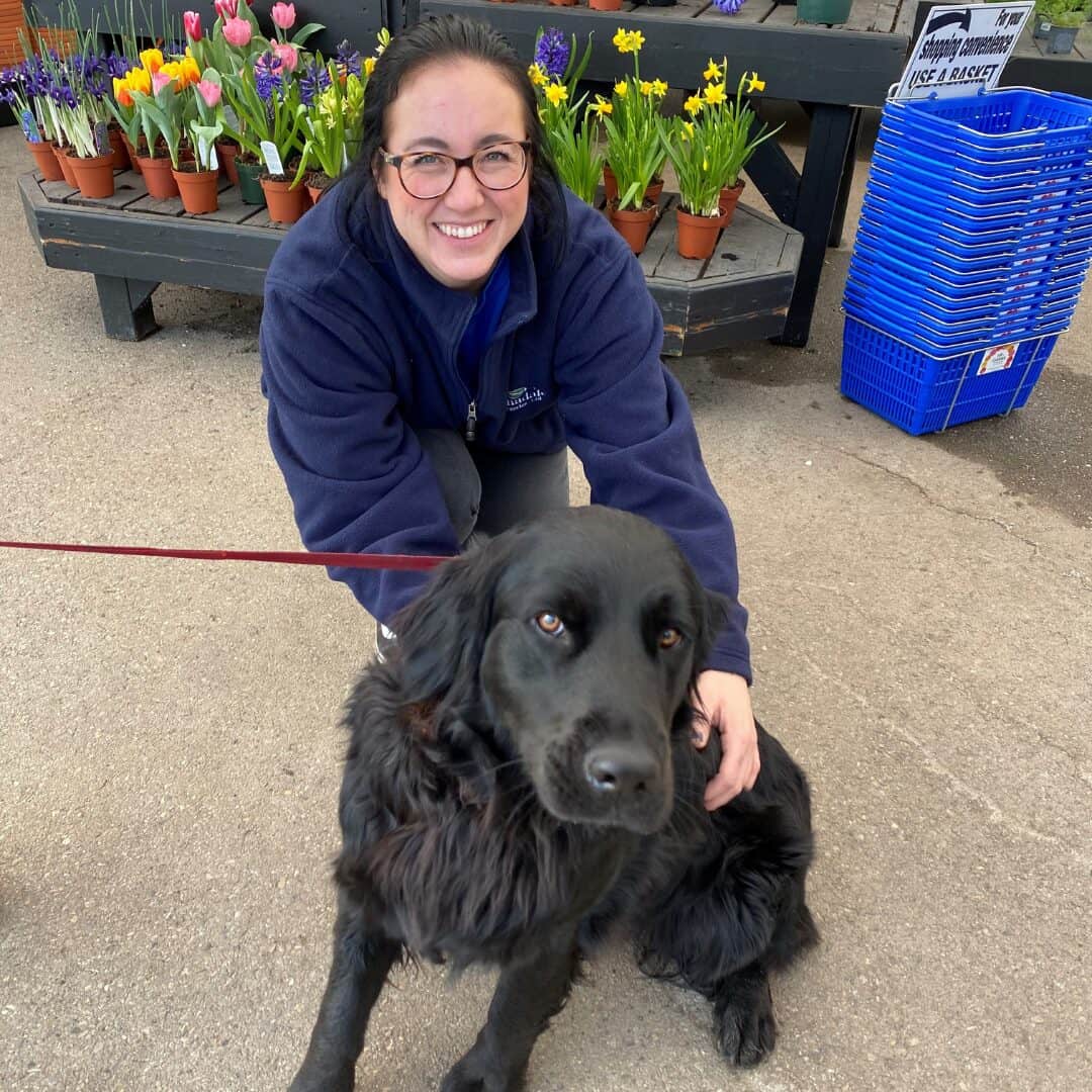 canadale staff with black retriever (dog)