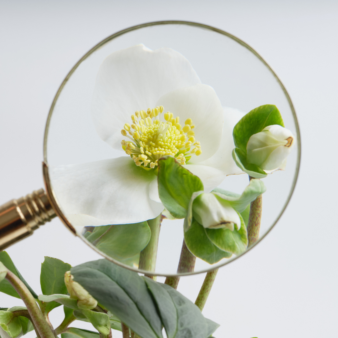flower under a magnifying glass