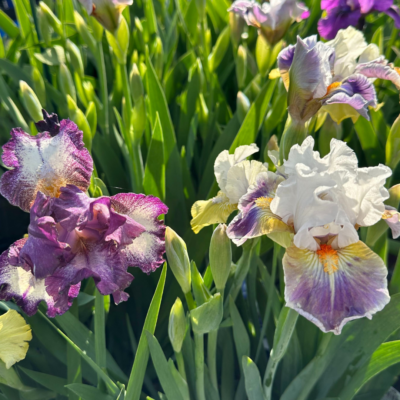 mixed bearded iris