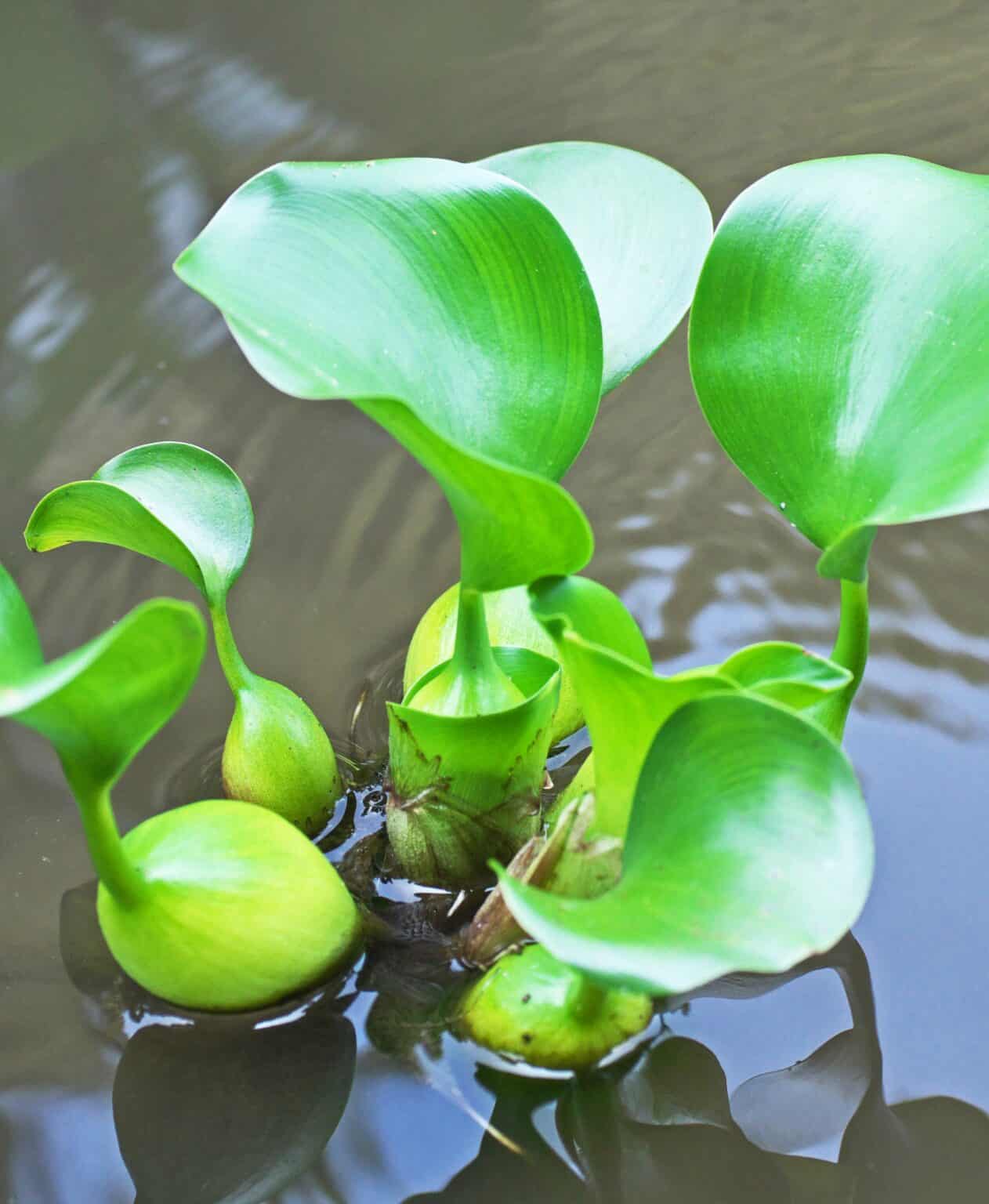 18+ Plants That Like A Lot Of Water Benefits of Water Plants - Canadale