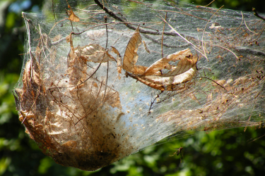 Webworn Nest in tree