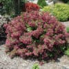 Minuet Weigela Bush
