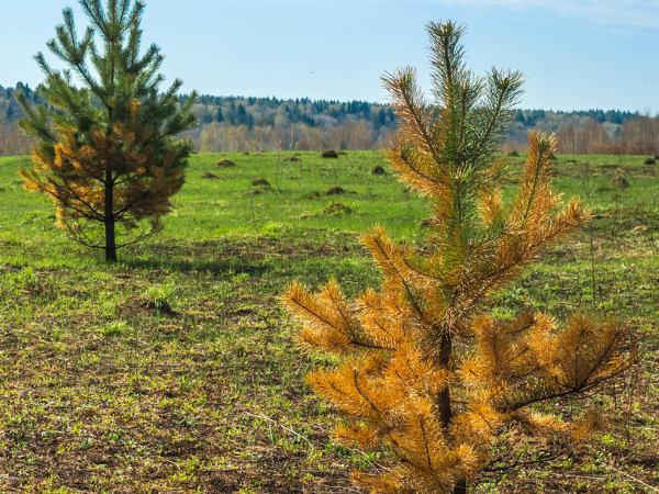 browning pine tree