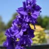 Magic Fountains Delphinium deep coloured bloom