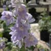 Magic Fountains Delphinium lavender white bloom