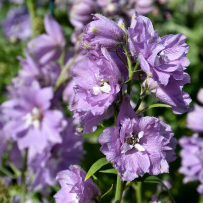 Magic Fountains Delphinium purple bloom
