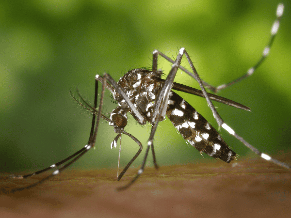 mosquito on someones arm