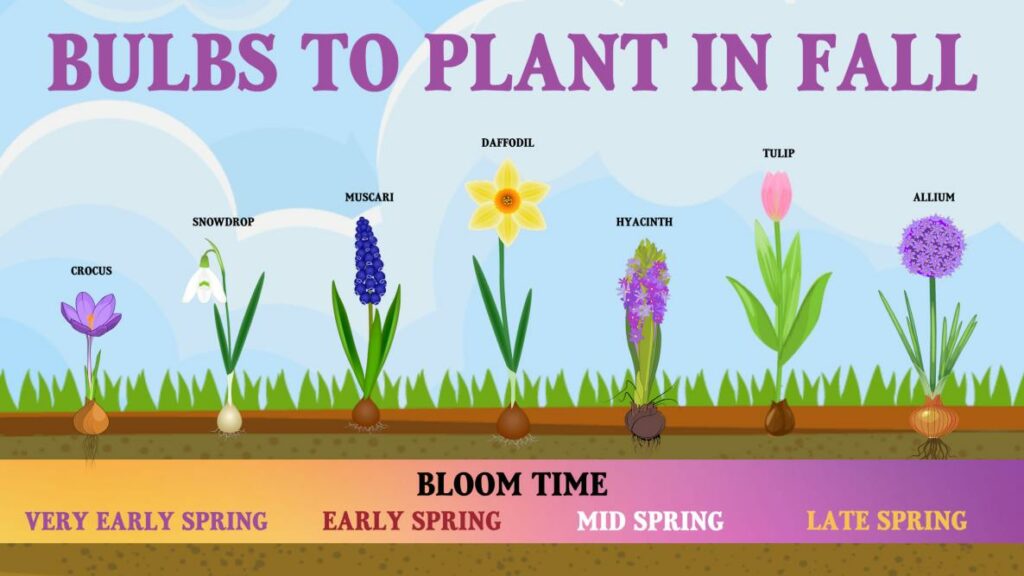 Image source: www.almanac.com/planting-fall-bulbs-spring-flowers