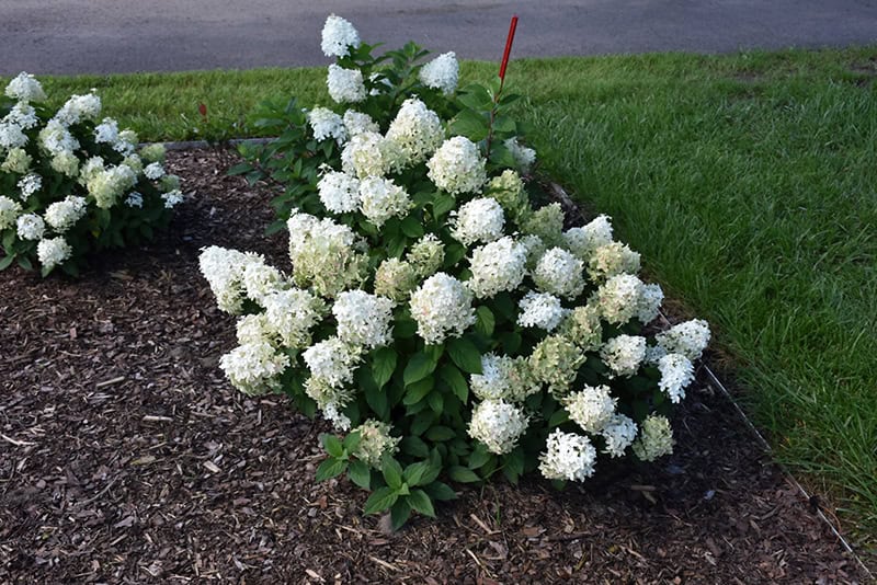 Quick Fire Fab® Hydrangea - Image 3