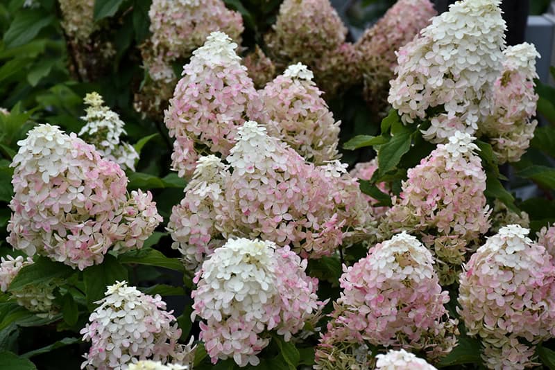 Quick Fire Fab® Hydrangea - Image 2