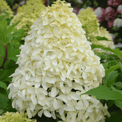 Quick Fire Fab® Hydrangea