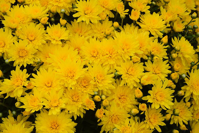 Full Sun Exposure Chrysanthemum Green Flower Plant, For Garden, Autumn