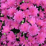 Canadale Nurseries | Your Source for Gardening Supplies