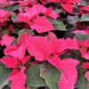 Poinsettia