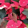 Poinsettia