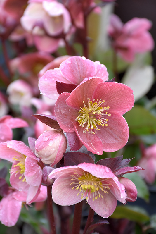 Hellebore - Image 2