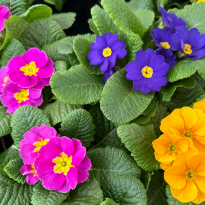 Primrose, Mixed Colour Flowers