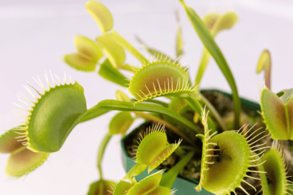 Venus Fly Trap