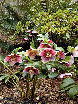 Hellebore - Image 4
