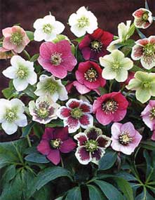 Hellebore - Image 3