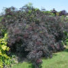 Black Lace Elderberrry Mature in garden