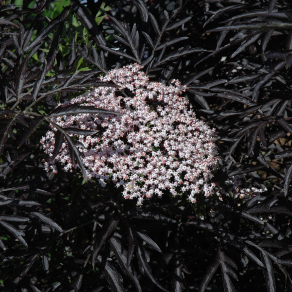 black lace elderberry flower