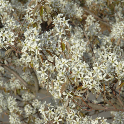Canadian Serviceberry Flowers