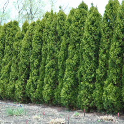 Wintergreen Cedar