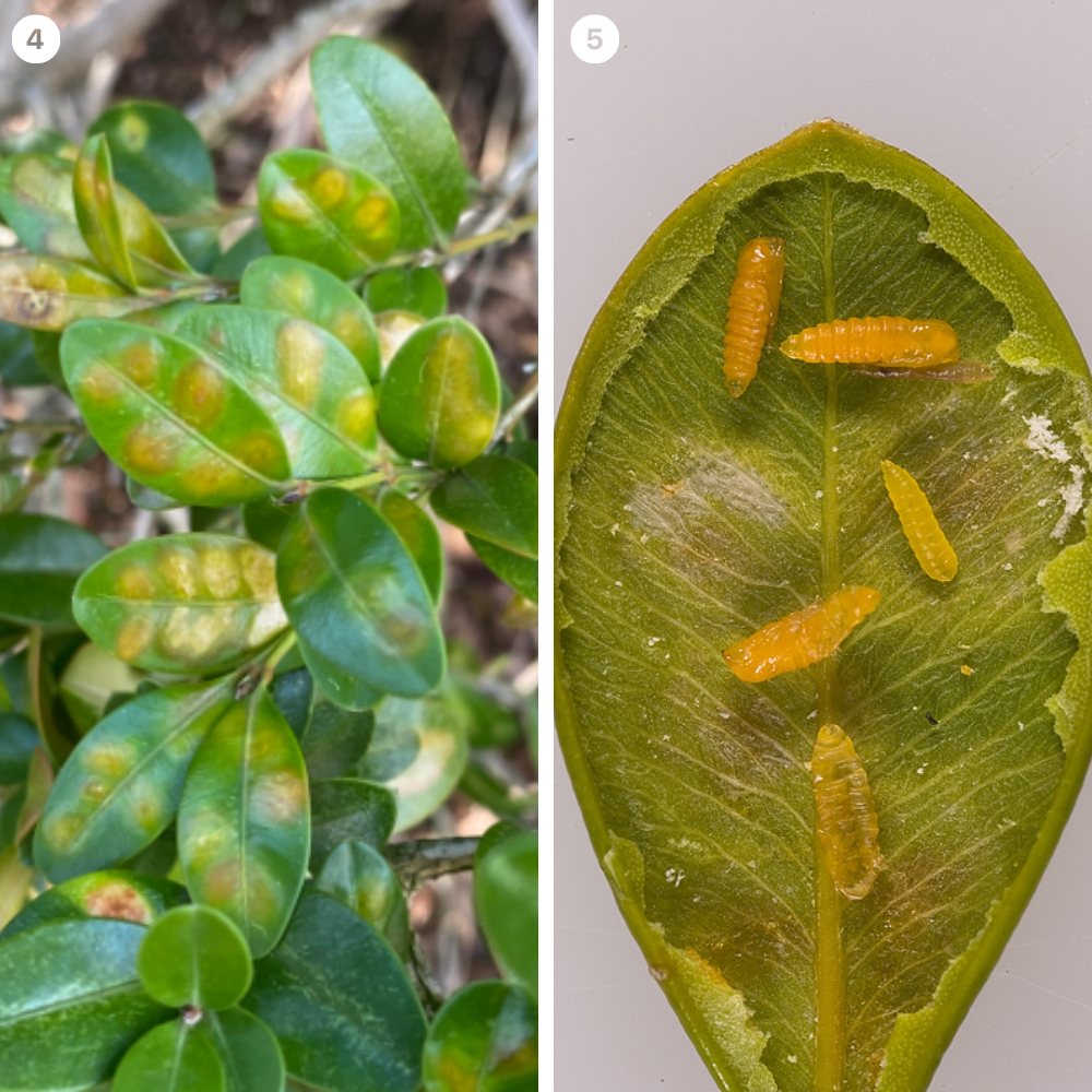 Photo source: Missouri Botanical Garden. "Boxwood Leafminer" & Horticultural Trades Association. "Digital Guide to Nursery and Landscape Arthropod Pests of Ontario." 