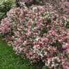 czechmark trilogy wegilea mature in landscape