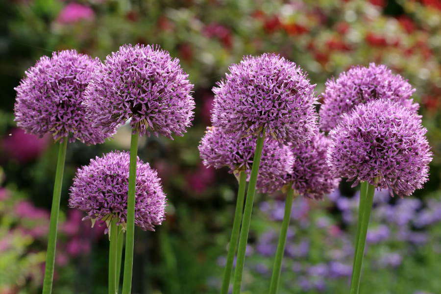 Allium Ornamental Onion